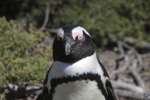 Sydafrikansk pingvin